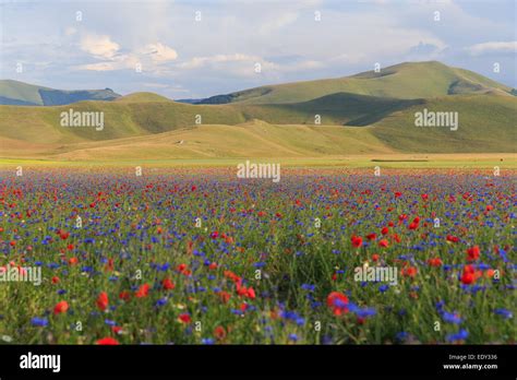 Castelluccio di Norcia flowers Italy Stock Photo - Alamy