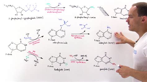 Purine Synthesis - YouTube