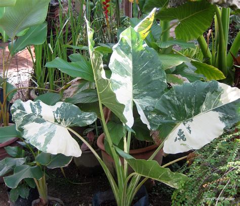 MY PLANT FINDER | Plant Guide: Alocasia macrorrhizos 'Variegata'