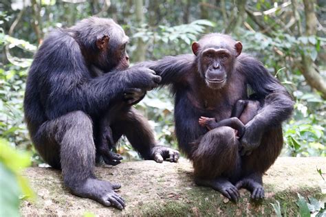 Western - West African Chimpanzee - Profile | Traits | Facts - Primates ...