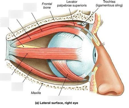 Extrinsic Muscles of the Eye Diagram | Quizlet