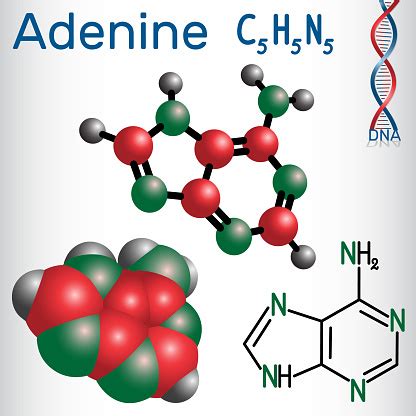 Adenine Purine Nucleobase Fundamental Unit Of The Genetic Code In Dna And Rna Structural ...