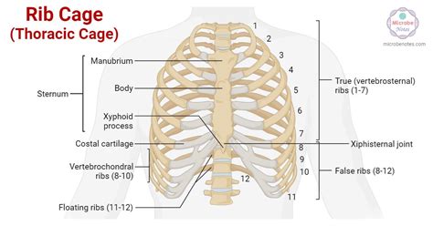 Rib Cage: Anatomy, Parts, Bones, Structures, Functions