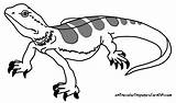Free Printable Reptile Coloring Pages sketch template