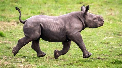 Critically endangered black rhino baby born in UK wildlife park | UK News | Sky News