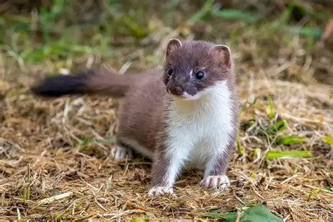 Stoat - Facts, Size, Diet, Pictures - All Animal Facts