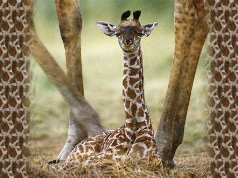 🔥 [50+] Baby Giraffe Wallpapers | WallpaperSafari