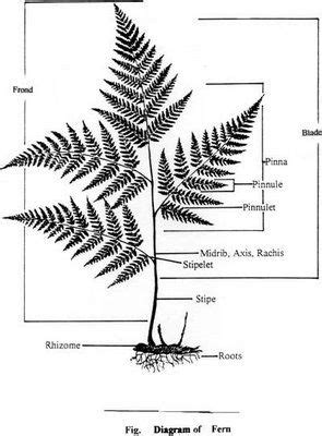 Woodland Fern Garden Pierrepont State Park: Anatomy of a Fern | Biology ...