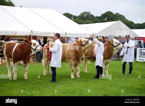 Judging the Simmental cattle at the Royal Lancashire Show Stock Photo - Alamy