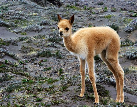 Baby Vicuña - ace2000 Photo (40423853) - Fanpop