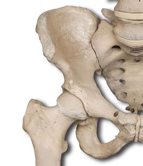 Anatomy Pathways - Pelvic Girdle & Lower Extremities