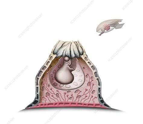 Acorn barnacle anatomy, illustration - Stock Image - C026/8957 ...