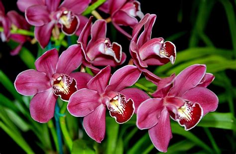 Wallpaper : orchids, flowers, exotic, greens 2048x1340 - goodfon ...