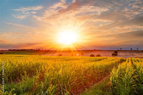 Corn field at sunset Stock Photo | Adobe Stock