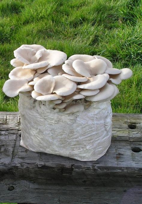 Oyster Mushroom Spawn at ₹ 90/kg | Oyster Mushroom Spawn in Gwalior ...