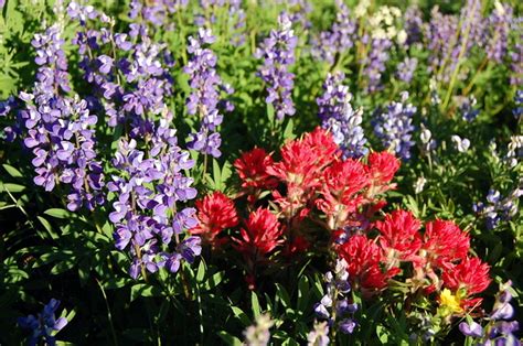 lupine and paintbrush | lupine and paintbrush | Flickr