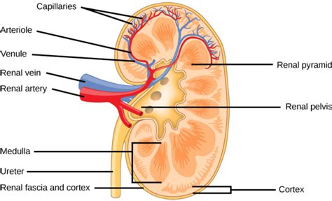 41.10: Human Osmoregulatory and Excretory Systems - Kidney Structure ...