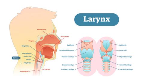 2,400+ Larynx Stock Illustrations, Royalty-Free Vector Graphics & Clip ...