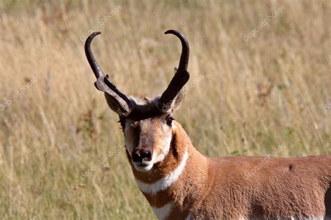 Männlicher gabelbock in saskatchewan-feld — Stockfoto © pictureguy #4860171