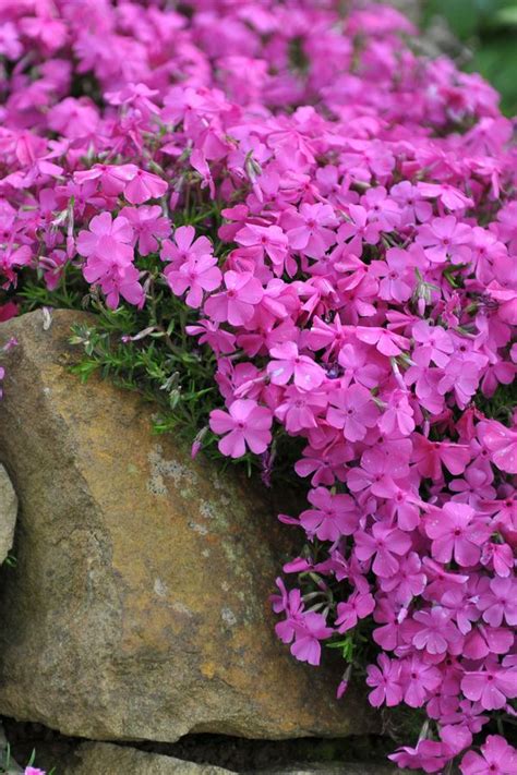 What To Do With Creeping Phlox After They Bloom - Spring Phlox Care ...