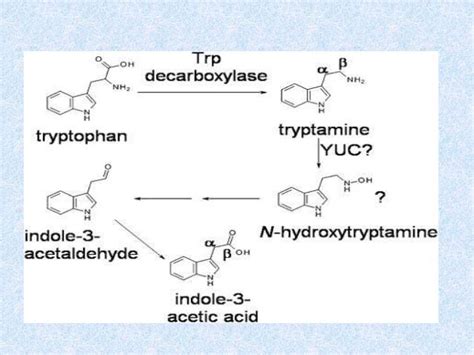 Biosynthesis of auxin[1]