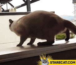 Cat jumping fail GIF animation | StareCat.com