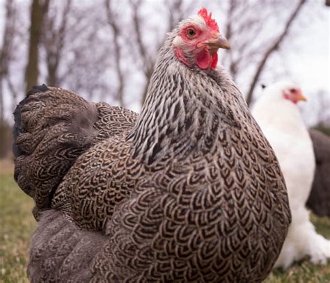 Plymouth Rock Breed Standard - The American Poultry Association (APA)