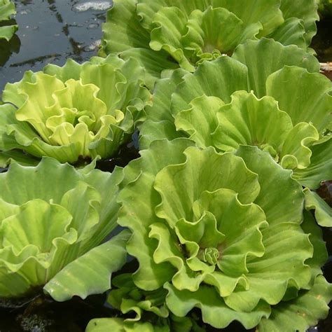 Curly Leaf Rosette Water Lettuce| Shades Ponds | The Pond Guy