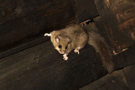 Dans la famille biodiversité ordinaire, protégeons le loir