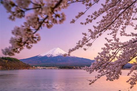 Mount Fuji with Cherry Blossom Sakura, View from Lake Kawaguchiko Stock ...