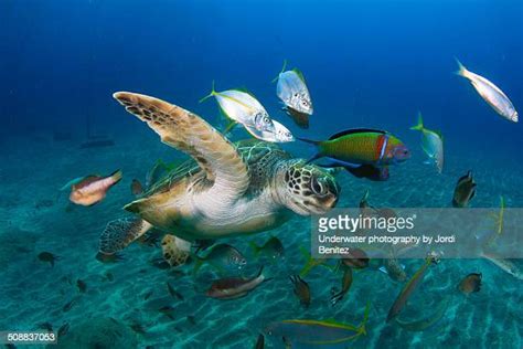 Canary Islands Wildlife Photos and Premium High Res Pictures - Getty Images