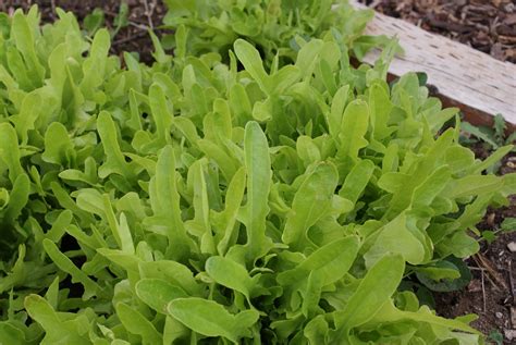 Green Oak Leaf Lettuce - SeedRenaissance.com