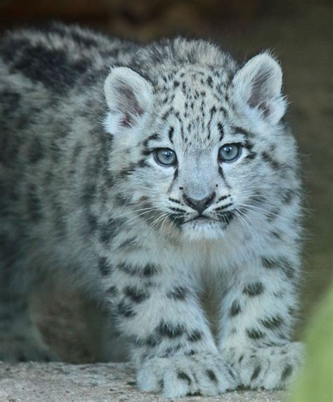 Pin on Felinidae--Snow Leopards