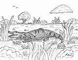 A For Alligator Coloring Page sketch template
