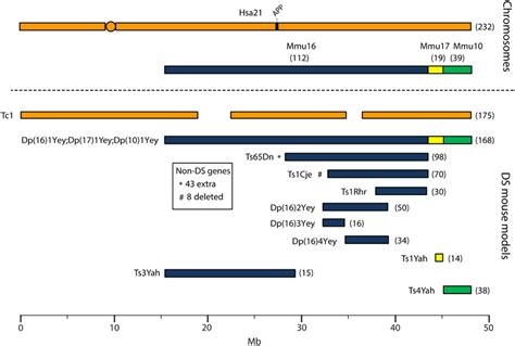 Frontiers | Dissecting Alzheimer disease in Down syndrome using mouse ...