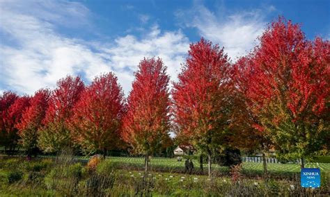 Fall foliage in Vancouver, Canada - Global Times