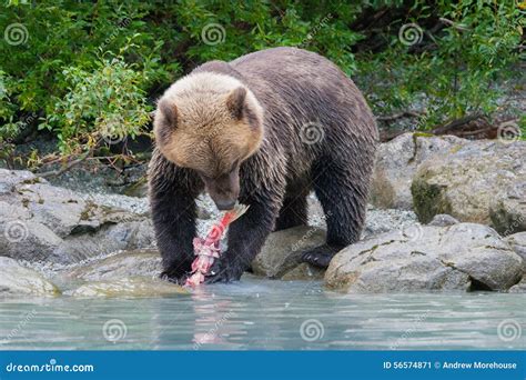 Grizzly Bear Eating Salmon on Shoreline Stock Image - Image of bears, green: 56574871