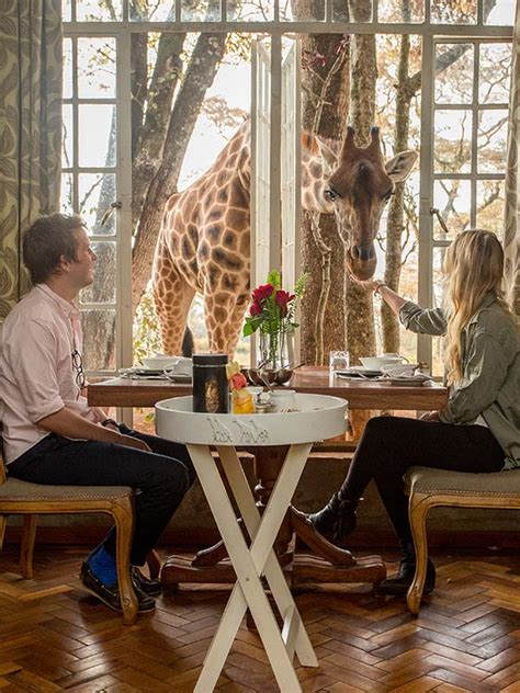 breakfast with giraffes - The Safari Collection