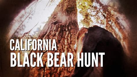 California Black Bear Hunt with Dogs | Tree Fallin' - YouTube