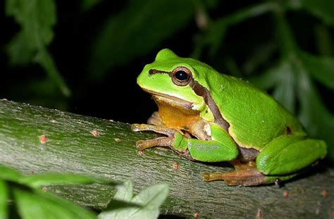 European Tree Frog | The Animal Facts | Appearance, Diet, Habitat