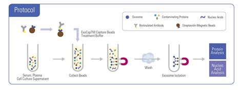 ExoCap™ Streptavidin Kit – Caltag Medsystems