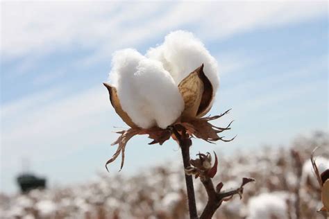 Properties of Cotton Fibers | Textile Study Center