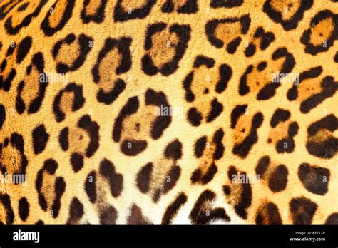 Jaguar skin hi-res stock photography and images - Alamy