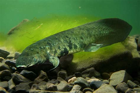 Australian lungfish has largest genome of any animal sequenced so far | New Scientist