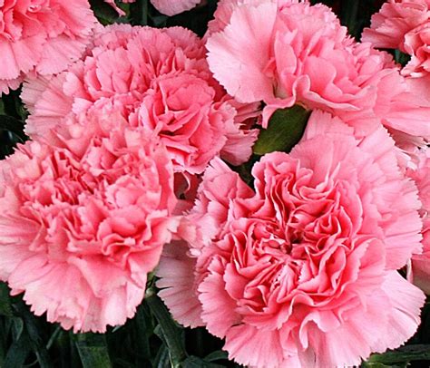 January Birth Flower - Carnation