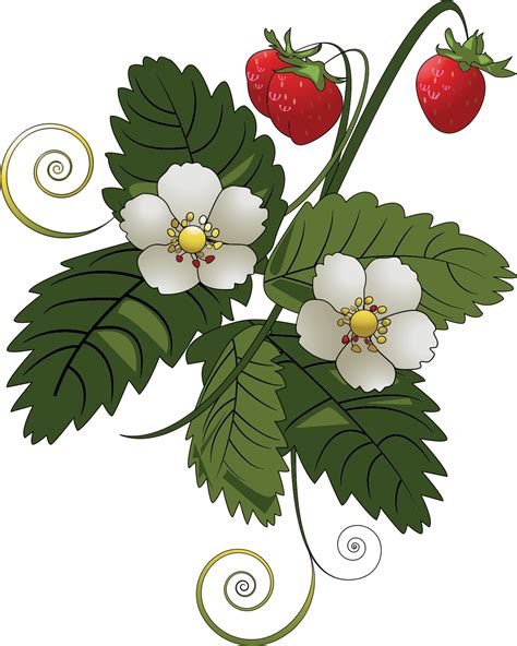 Strawberry Plant Clip Art