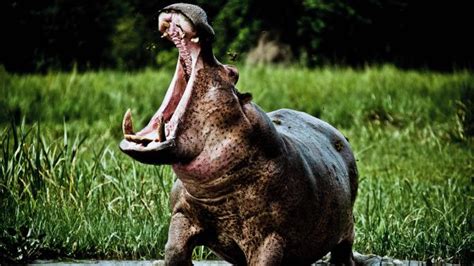 Ivory poachers turn their guns on hippos | World | The Times