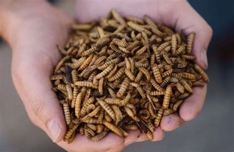 Budidaya Maggot BSF, Solusi Kurangi Sampah Makanan yang Bernilai Ekonomis – Aliansi Zero Waste ...