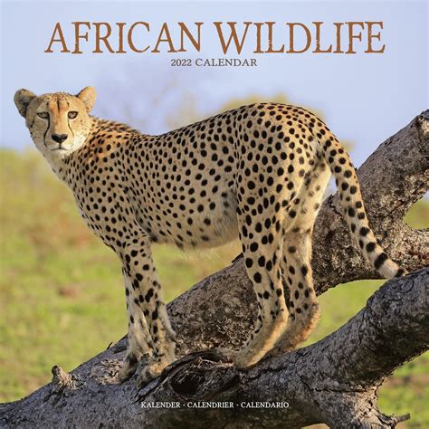 African Wildlife Calendar | Animal Calendars | Pet Prints Inc