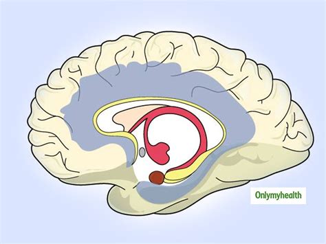 Septum Pellucidum